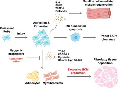 Fibroadipogenic progenitors: a potential target for preventing breast muscle myopathies in broilers